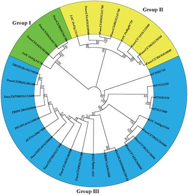 Genome-wide identification of the E-class gene family in wheat: evolution, expression, and interaction